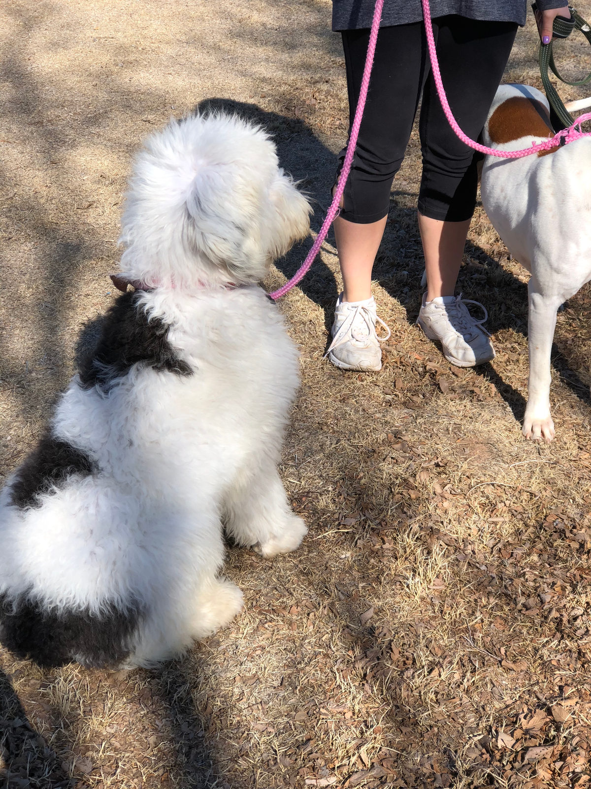 Sheepadoodle available for adoption - Sunshine Sheepadoodles