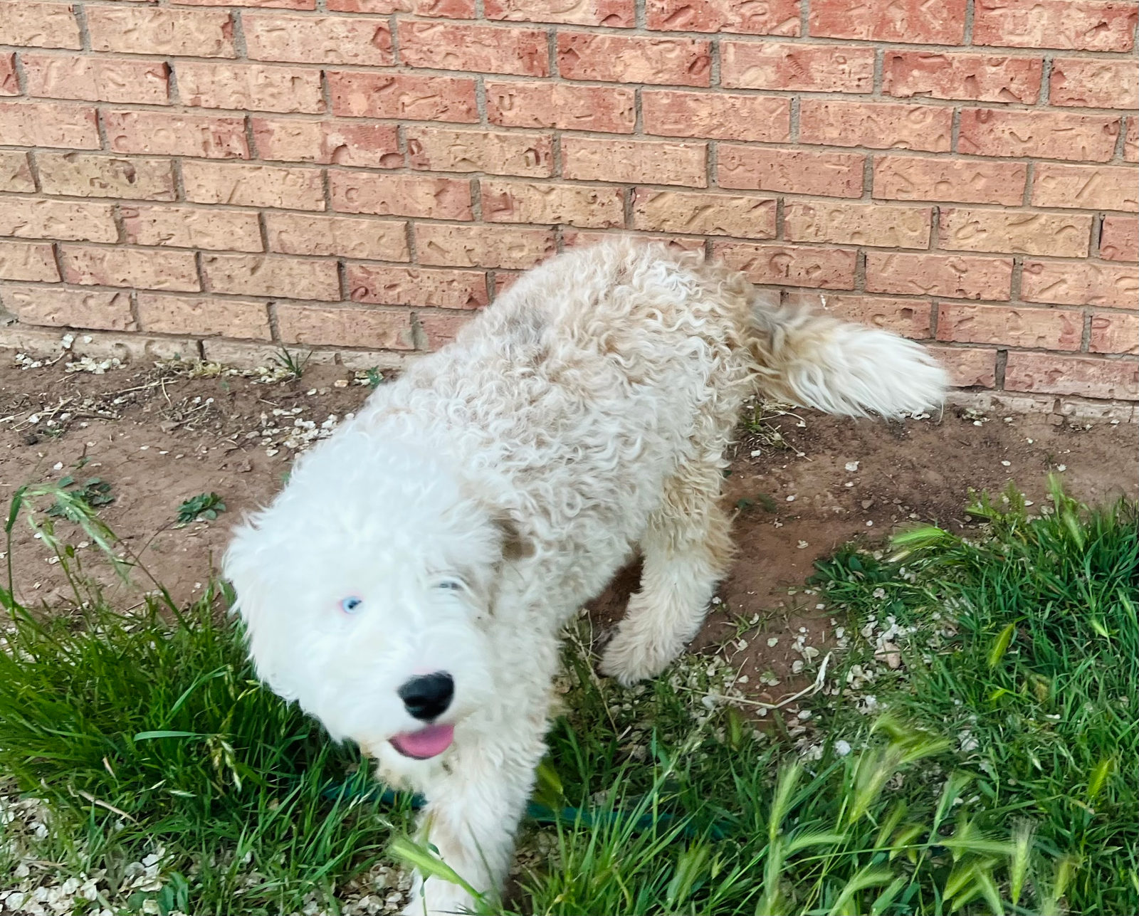 Available Sheepadoodle puppy - Sunshine Sheepadoodles Texas breeder