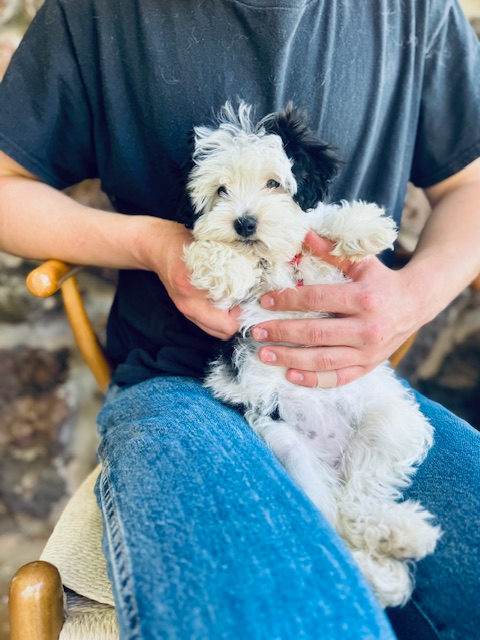 Available Sheepadoodle puppy - Sunshine Sheepadoodles Texas breeder