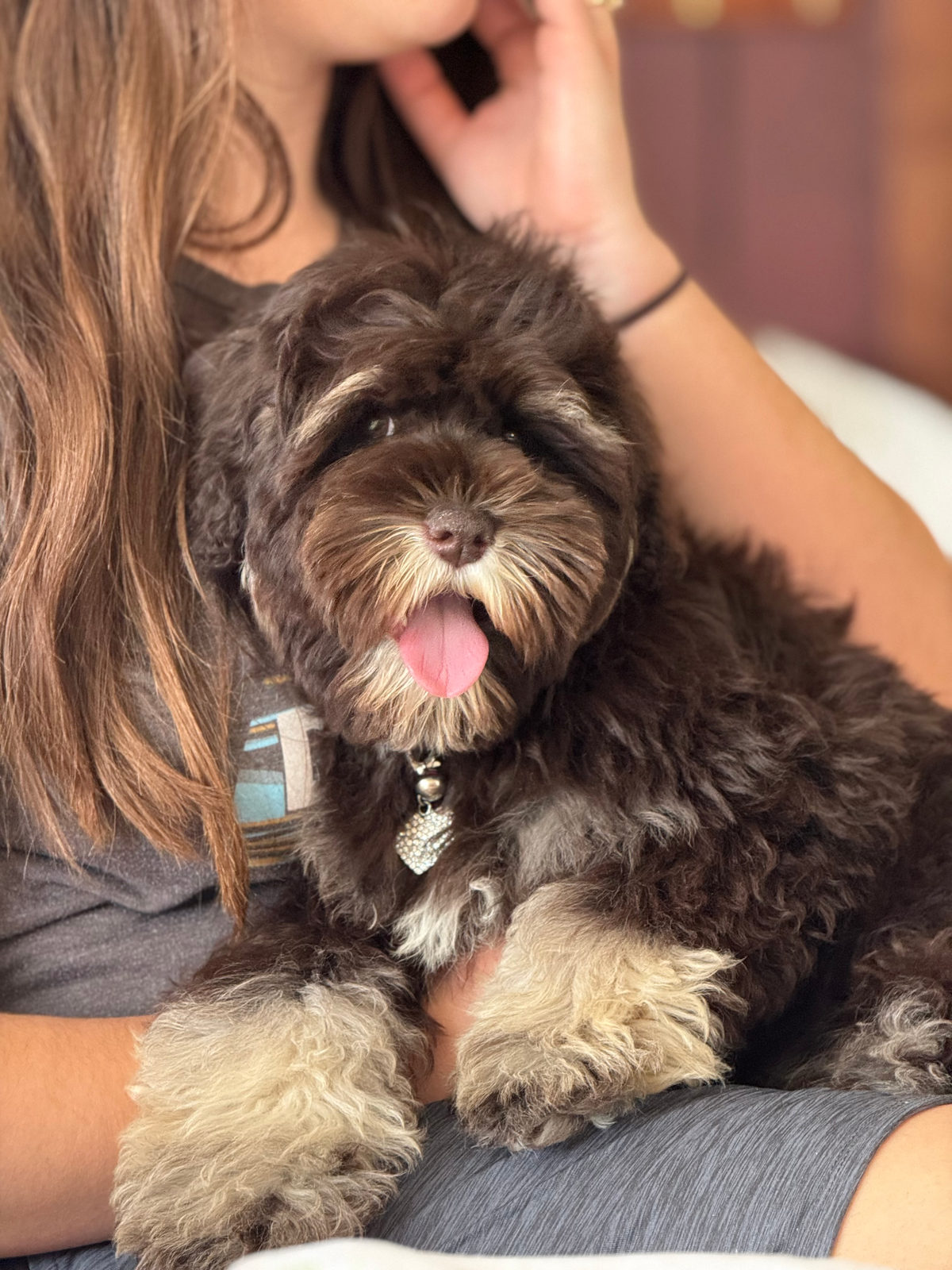 Available Sheepadoodle puppy - Sunshine Sheepadoodles Texas breeder