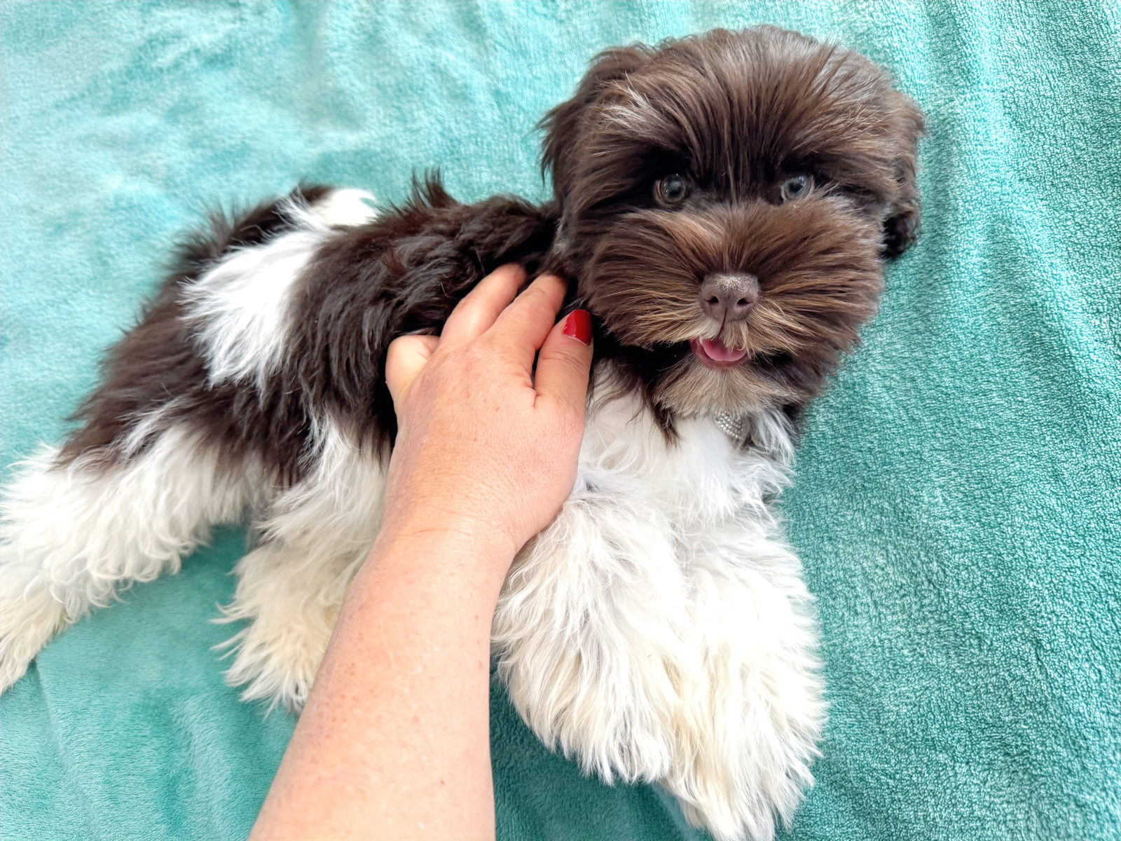 Bear, a chocolate silver Sheepadoodle puppy available at Sunshine Sheepadoodles