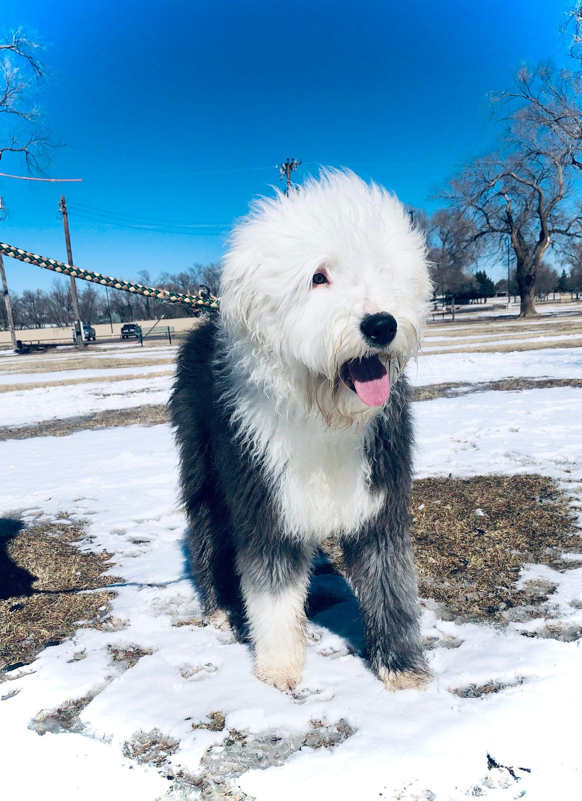 Sheepadoodle available for adoption - Sunshine Sheepadoodles