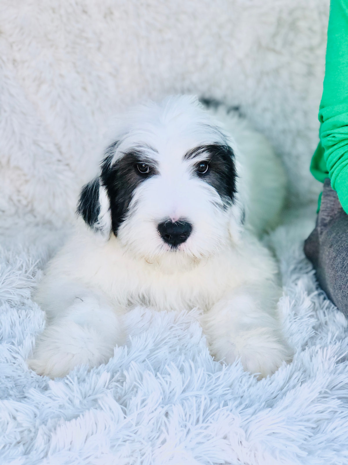 Available adult Sheepadoodle dog - Sunshine Sheepadoodles Texas