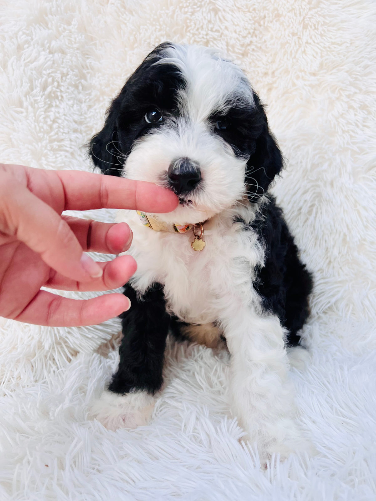 Available adult Sheepadoodle dog - Sunshine Sheepadoodles Texas