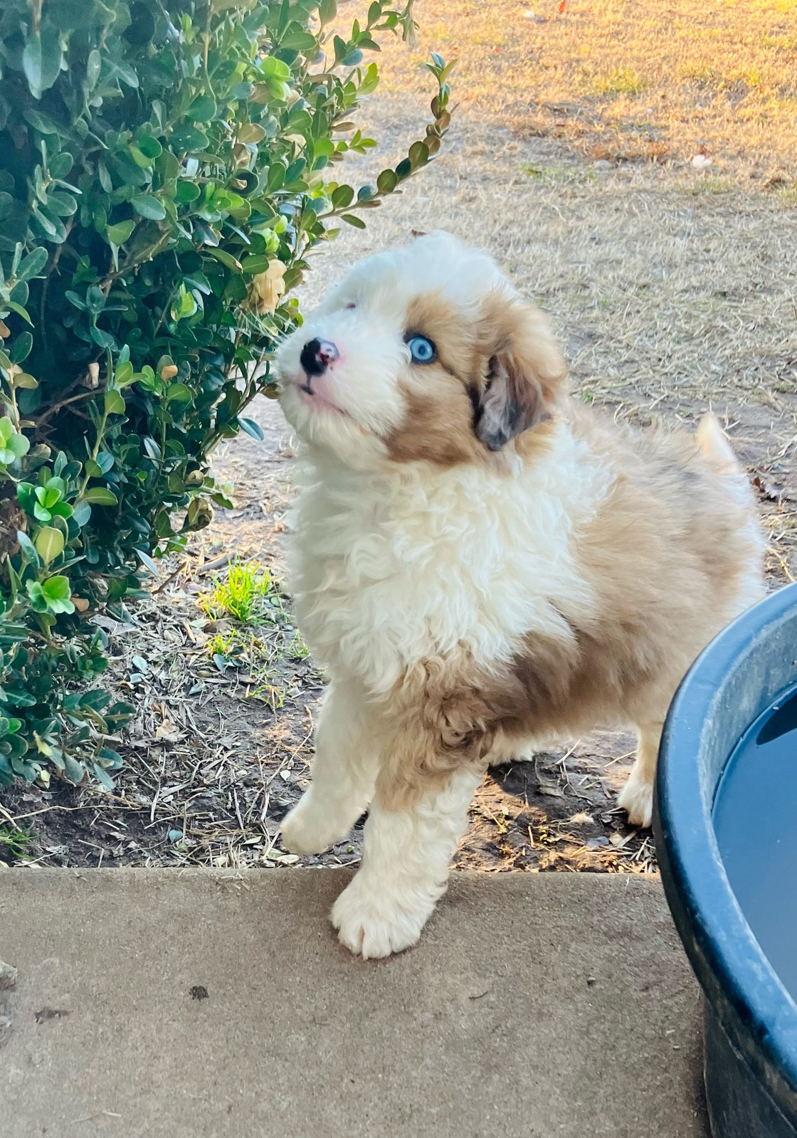 Available Sheepadoodle puppy - Sunshine Sheepadoodles Texas breeder