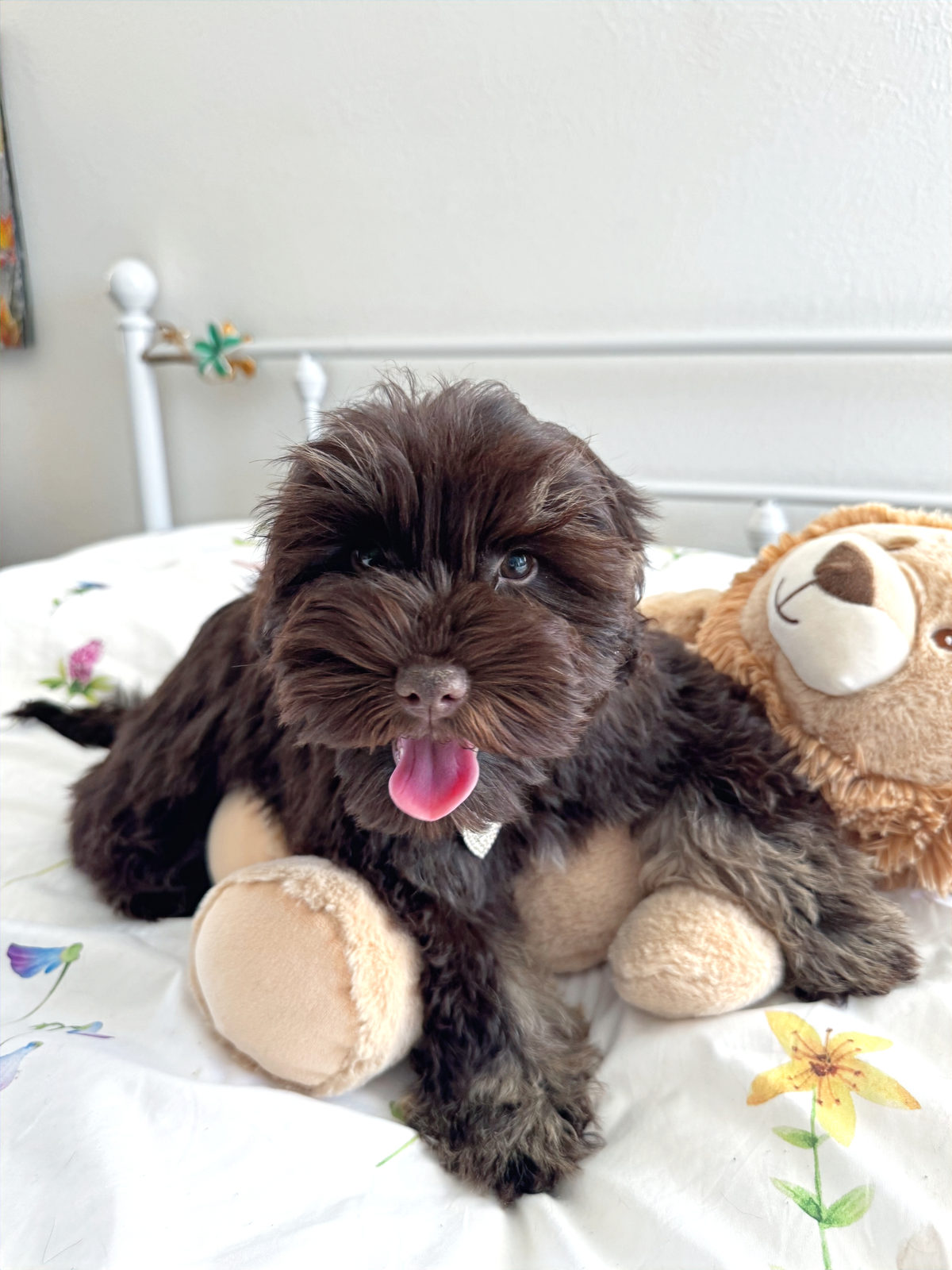 Available Sheepadoodle puppy - Sunshine Sheepadoodles Texas breeder