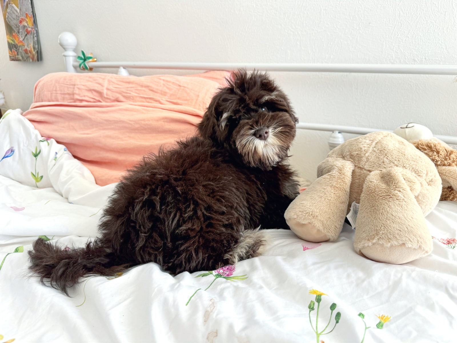 Teddy, a chocolate tan Sheepadoodle puppy available at Sunshine Sheepadoodles