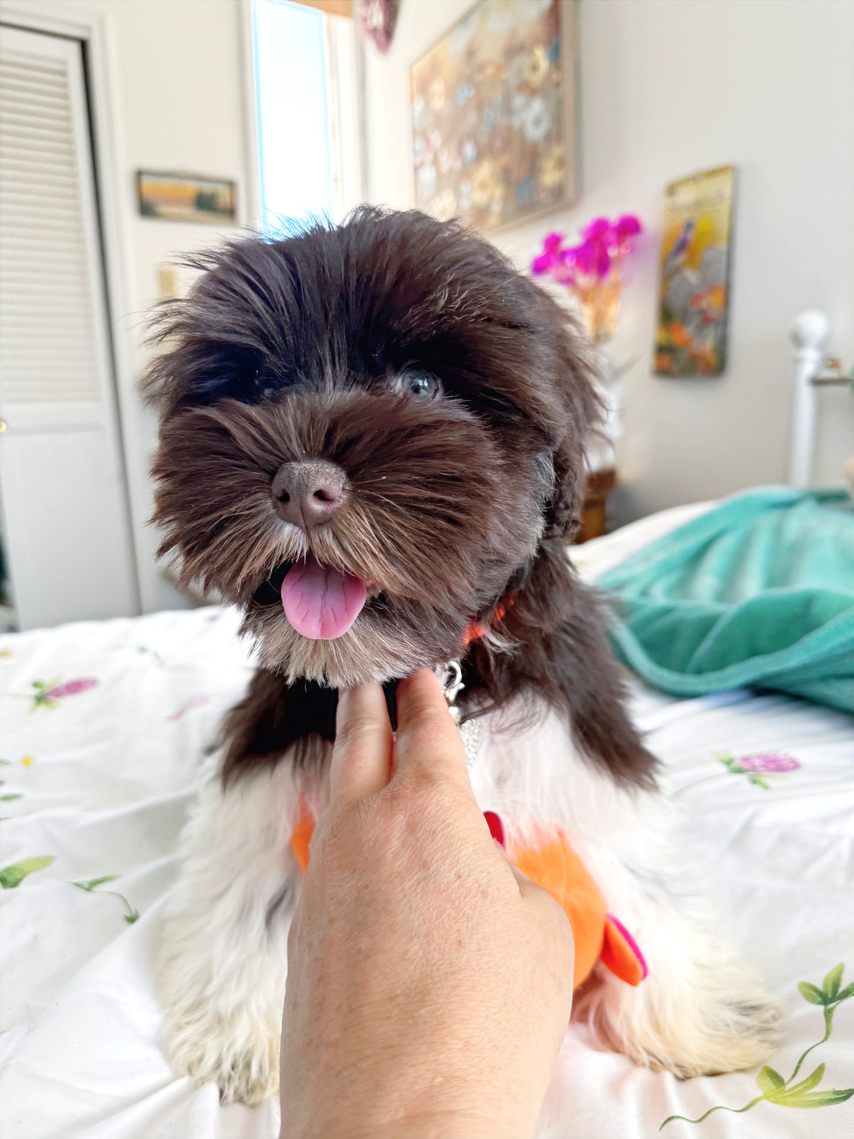 Available Sheepadoodle puppy - Sunshine Sheepadoodles Texas breeder