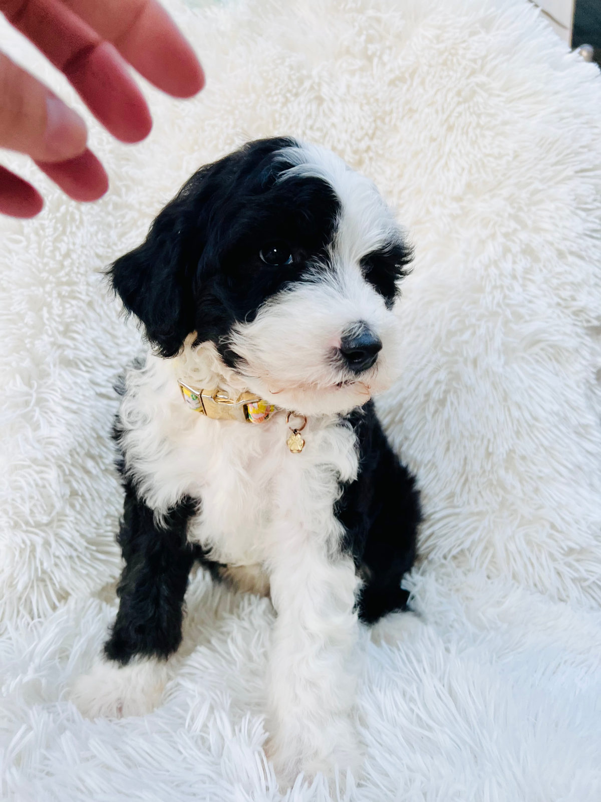 Available adult Sheepadoodle dog - Sunshine Sheepadoodles Texas