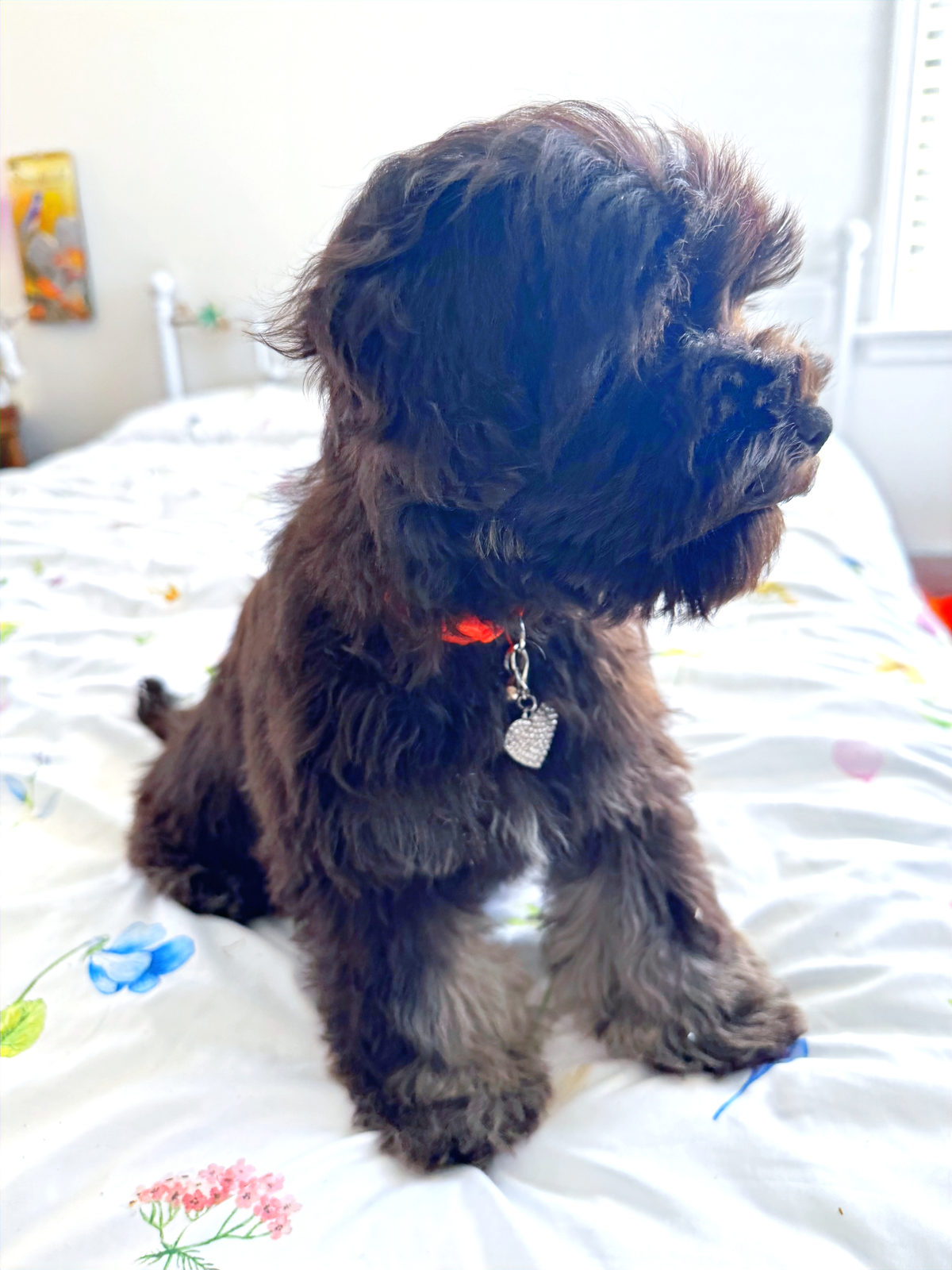 Available Sheepadoodle puppy - Sunshine Sheepadoodles Texas breeder