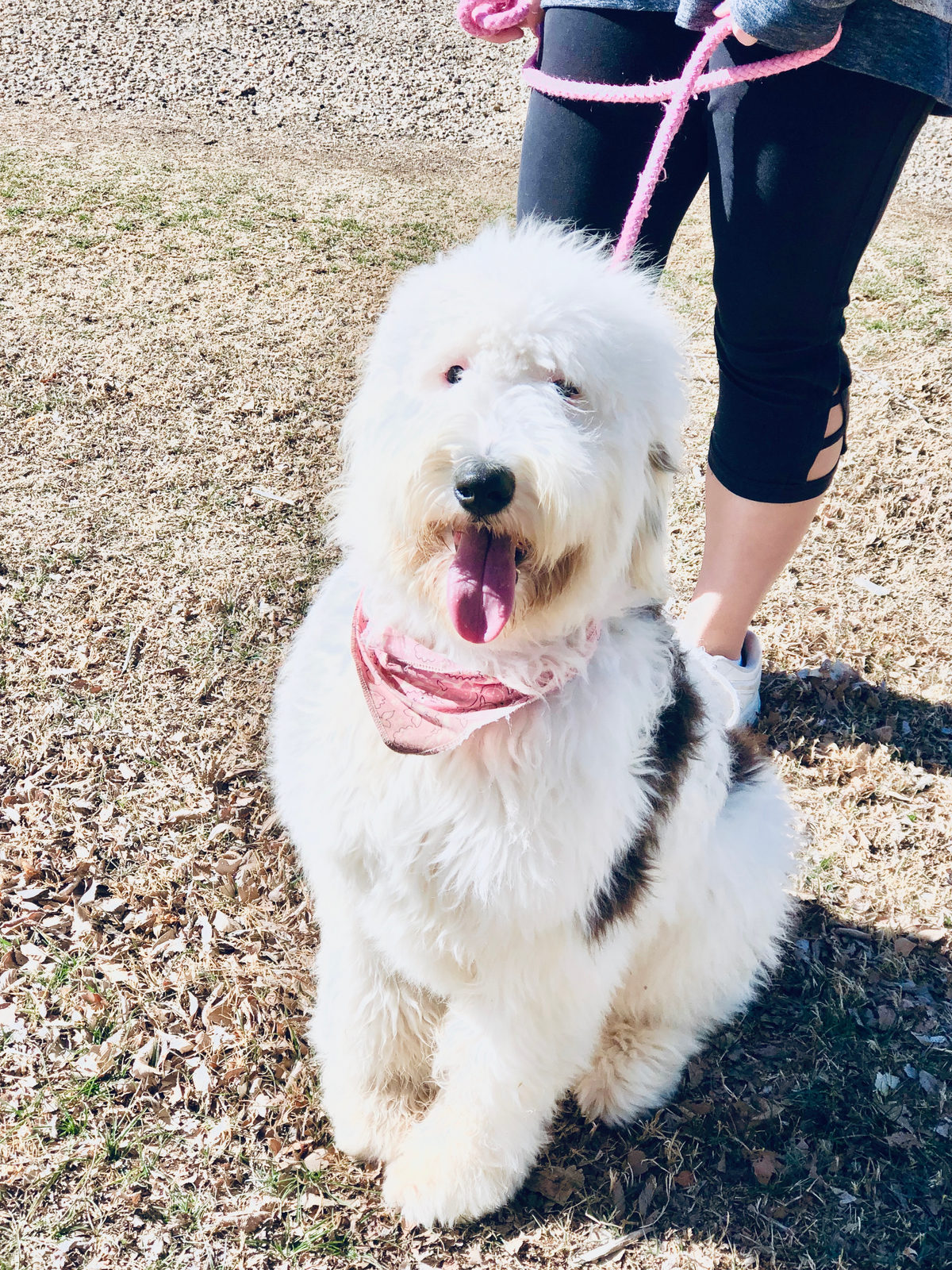 Sheepadoodle available for adoption - Sunshine Sheepadoodles