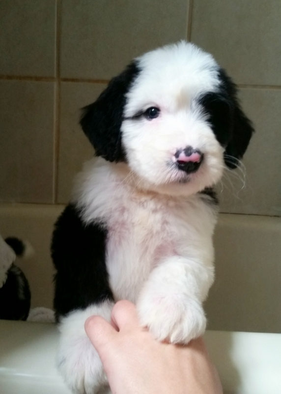 Sunshine Sheepadoodles family and puppy photo