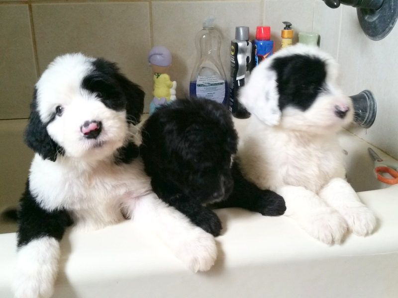 Sunshine Sheepadoodles family and puppy photo