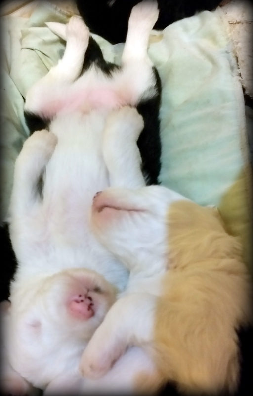 Sunshine Sheepadoodles family and puppy photo