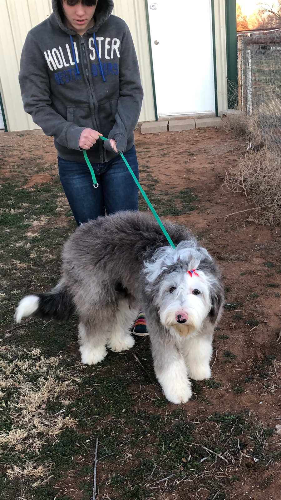 Sheepadoodle available for adoption - Sunshine Sheepadoodles