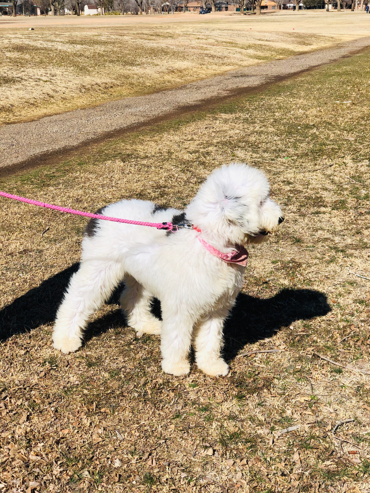 Sheepadoodle available for adoption - Sunshine Sheepadoodles