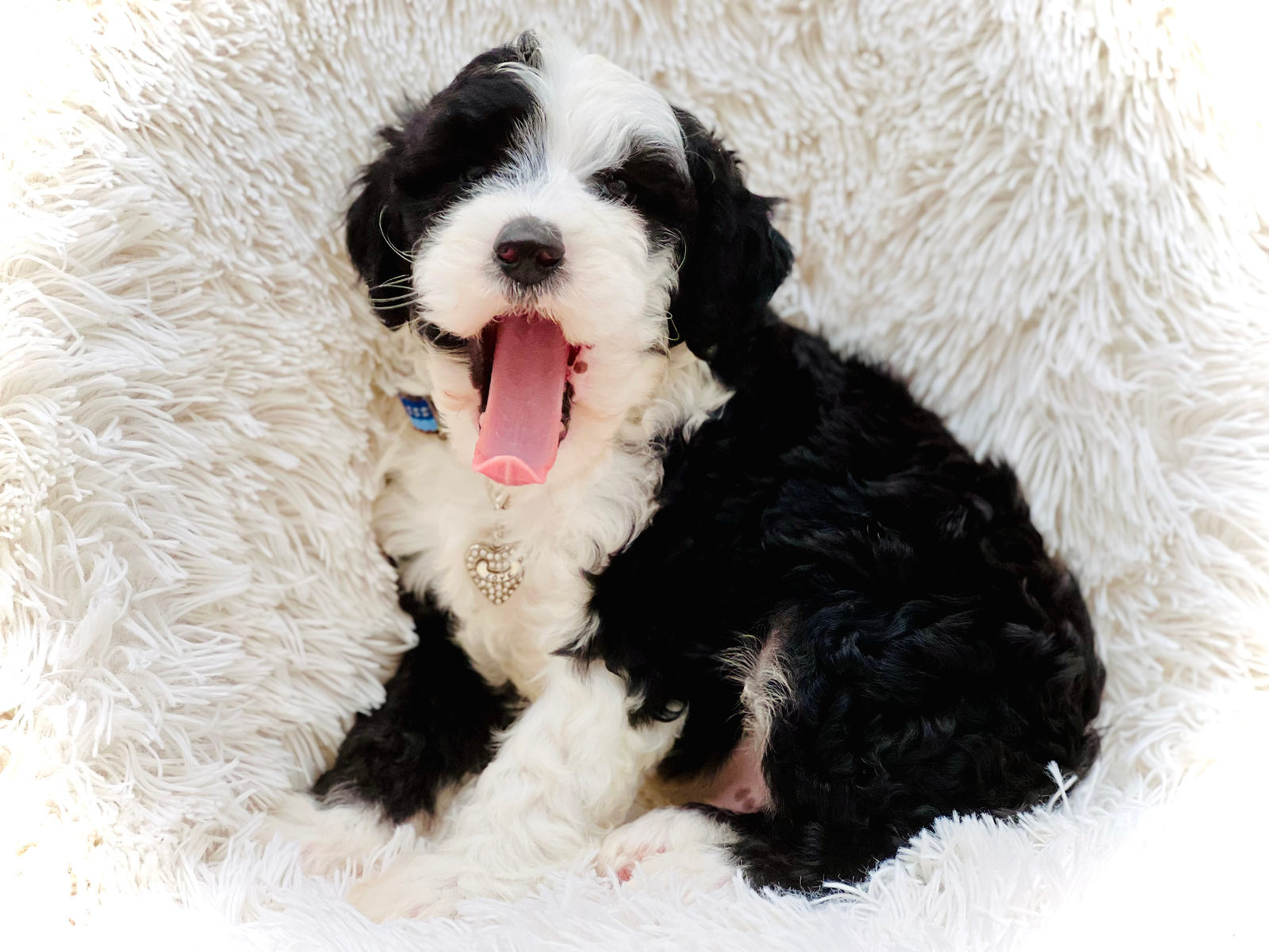 Available adult Sheepadoodle dog - Sunshine Sheepadoodles Texas