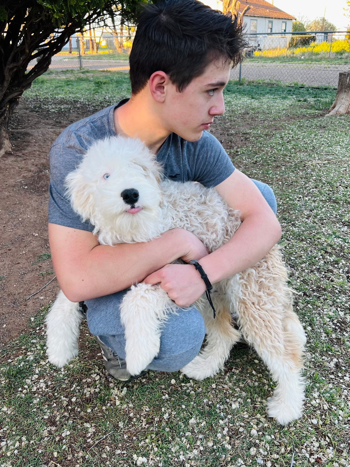 Available Sheepadoodle puppy - Sunshine Sheepadoodles Texas breeder