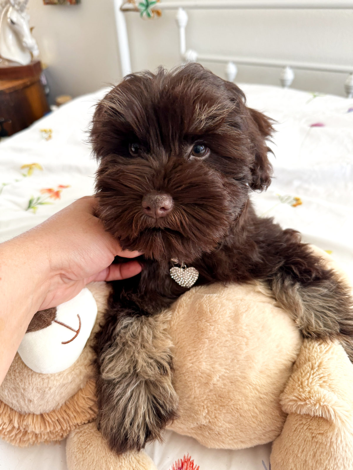 Available Sheepadoodle puppy - Sunshine Sheepadoodles Texas breeder