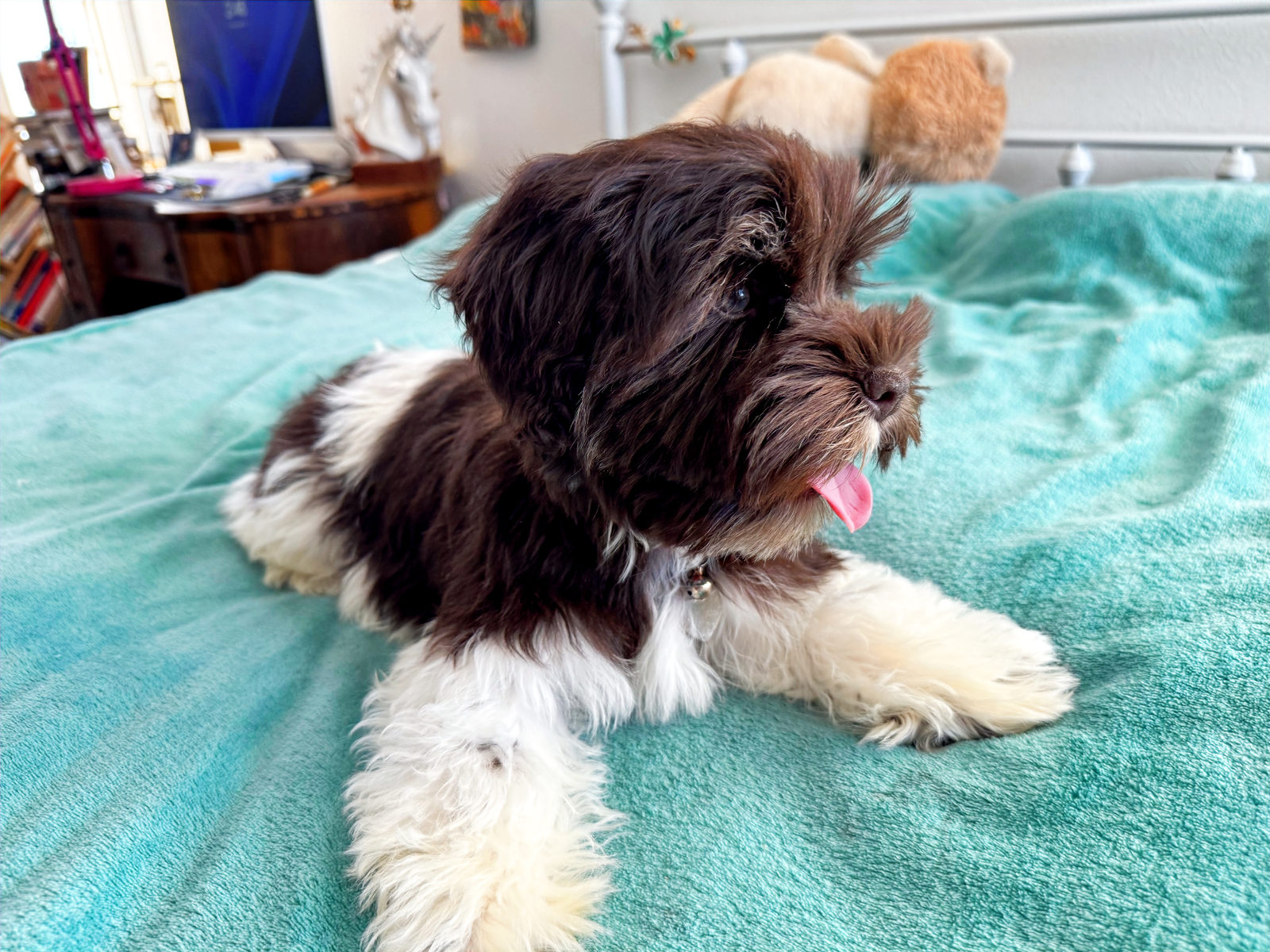 Available Sheepadoodle puppy - Sunshine Sheepadoodles Texas breeder