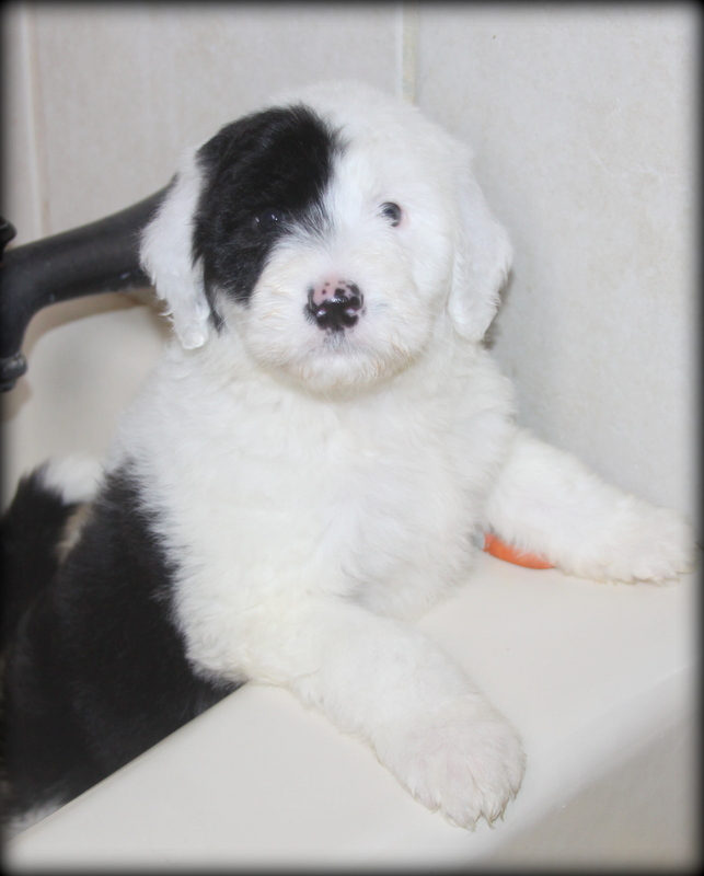 Sunshine Sheepadoodles family and puppy photo