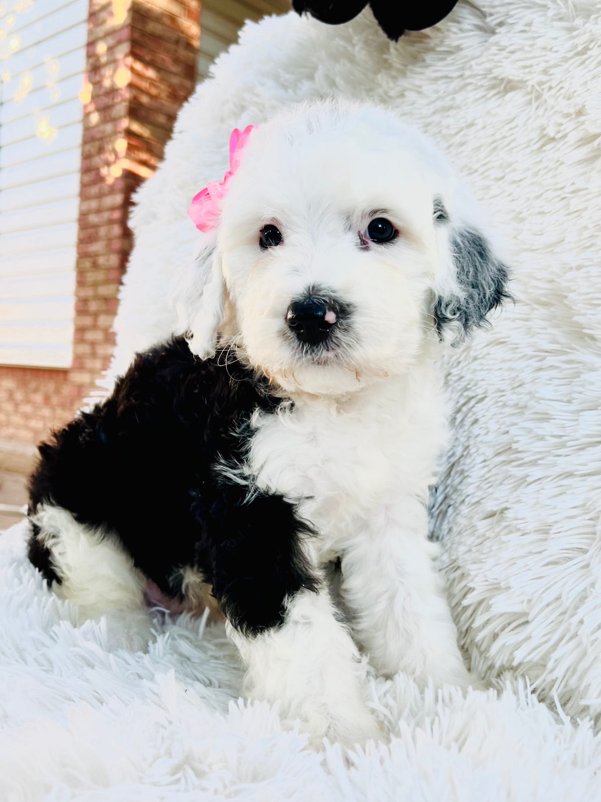 Available adult Sheepadoodle dog - Sunshine Sheepadoodles Texas