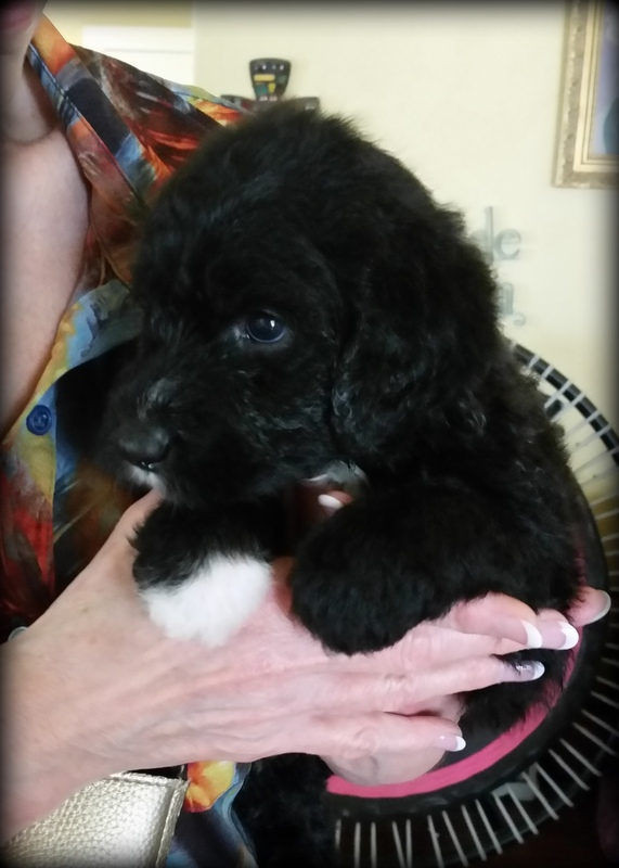Sunshine Sheepadoodles family and puppy photo