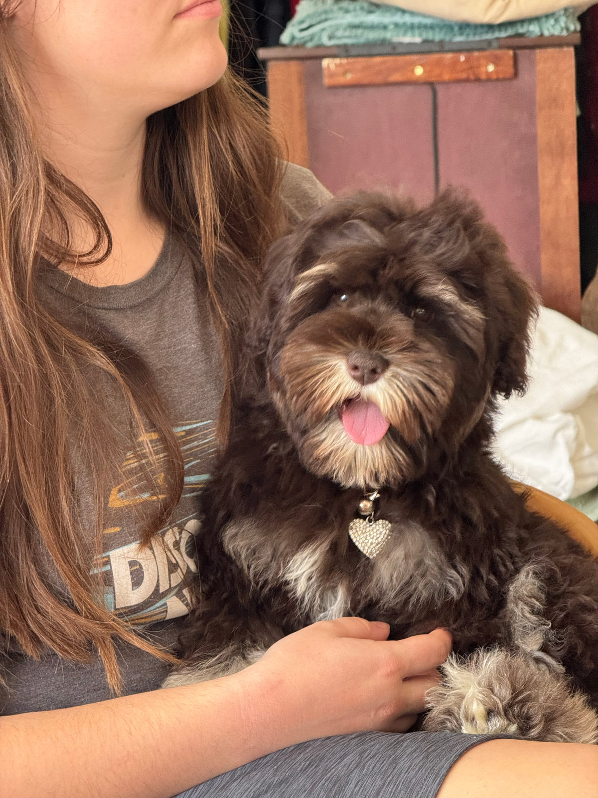 Available Sheepadoodle puppy - Sunshine Sheepadoodles Texas breeder