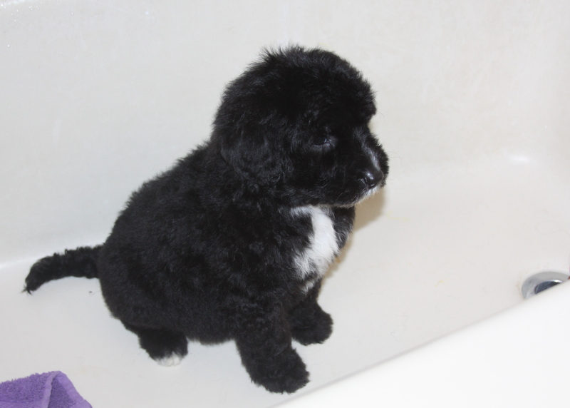 Sunshine Sheepadoodles family and puppy photo