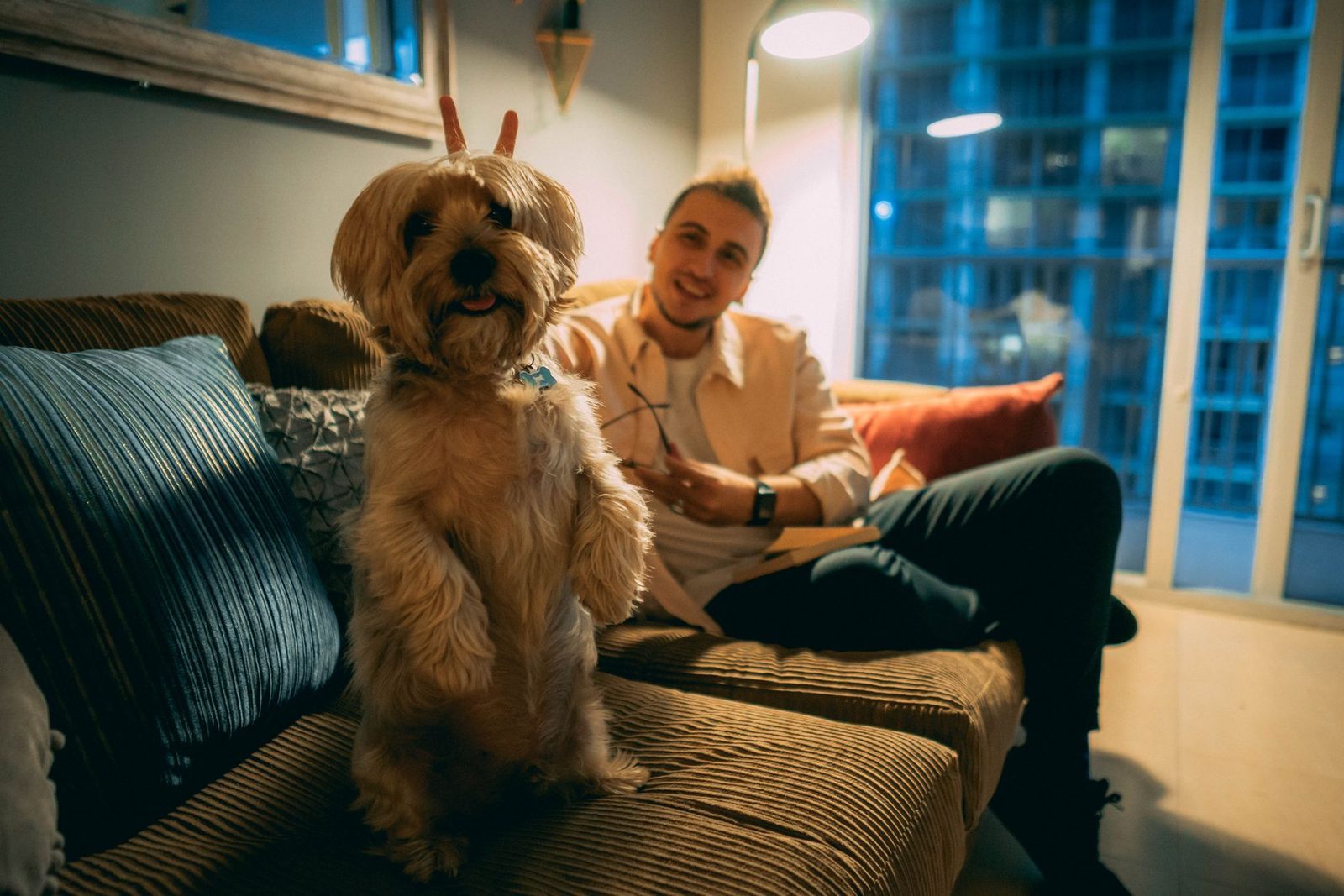 Sheepadoodle Apartment Living Guide: Can They Thrive in a Condo?