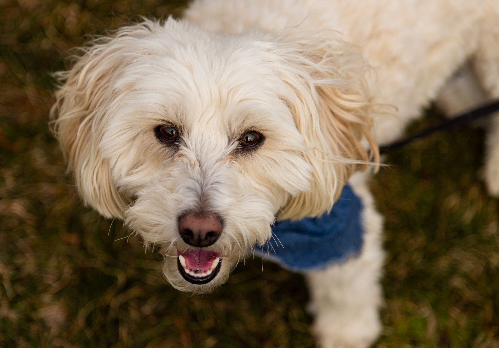 Sheepadoodle Generations Explained: F1 vs F1B vs F2