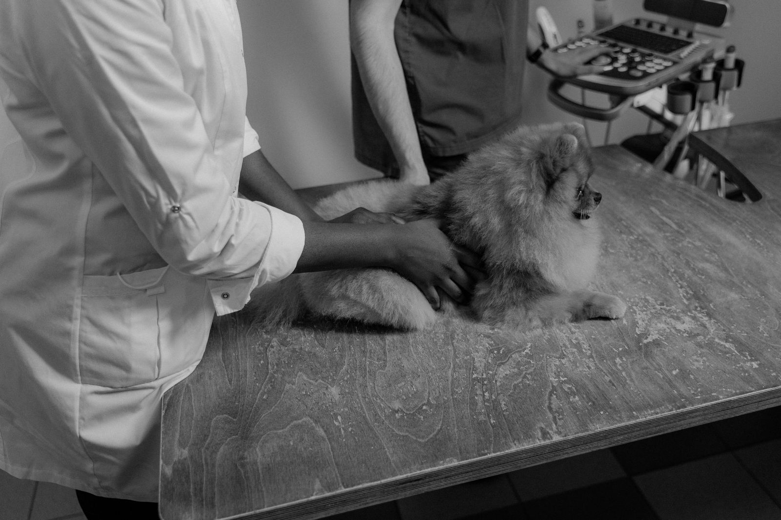 Sheepadoodle Health Testing & Genetic Screening Explained