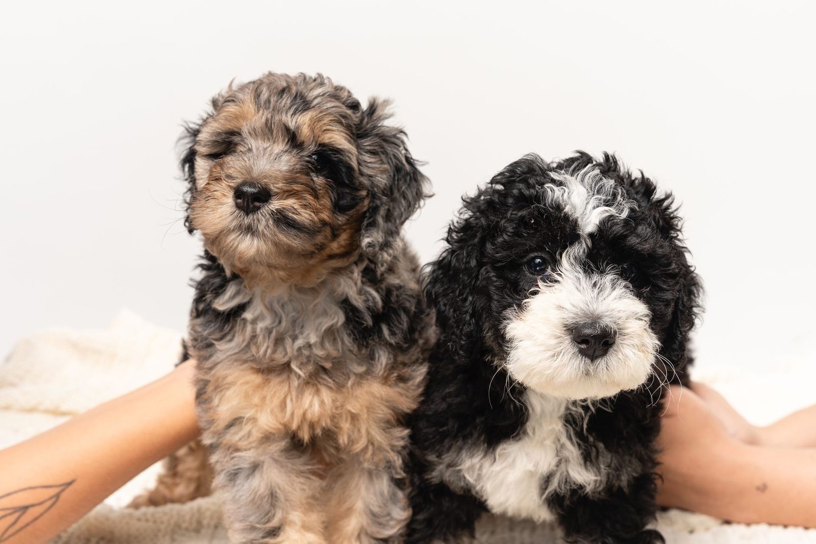 Sheepadoodle Male vs. Female: Which Should You Choose?