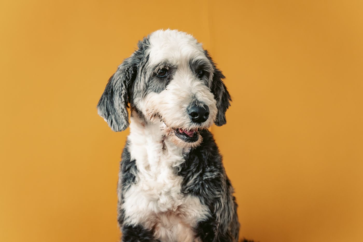Sheepadoodle dog oral health portrait