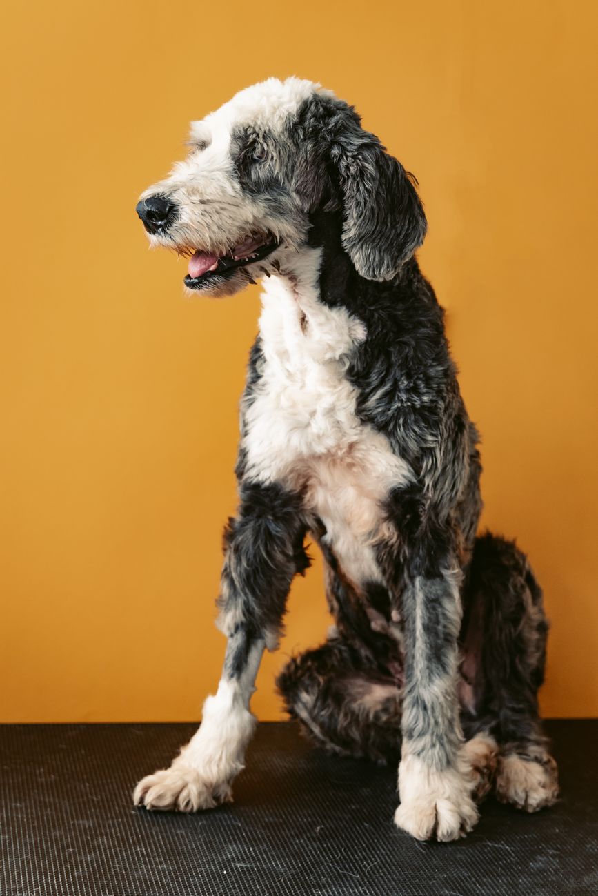 Sheepadoodle Puppy Socialization Checklist