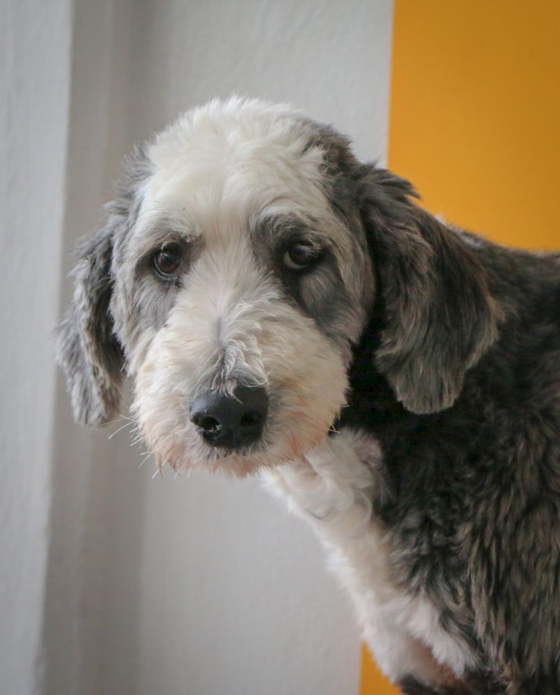 Sheepadoodle dog showing healthy teeth and gums